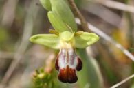 Ophrys fusca/Ophrys fusca